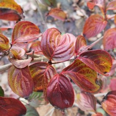 Cornus kousa Satomi / Blomsterkornel