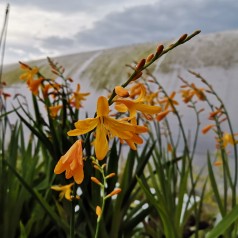 Crocosmia hybrid Georg Davidson / Montbretia