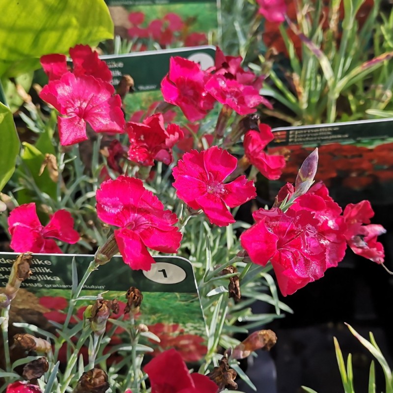 Dianthus gratianopolitanus Rubin / Pudenellike