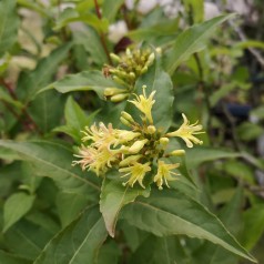 Diervilla sessilifolia Butterfly