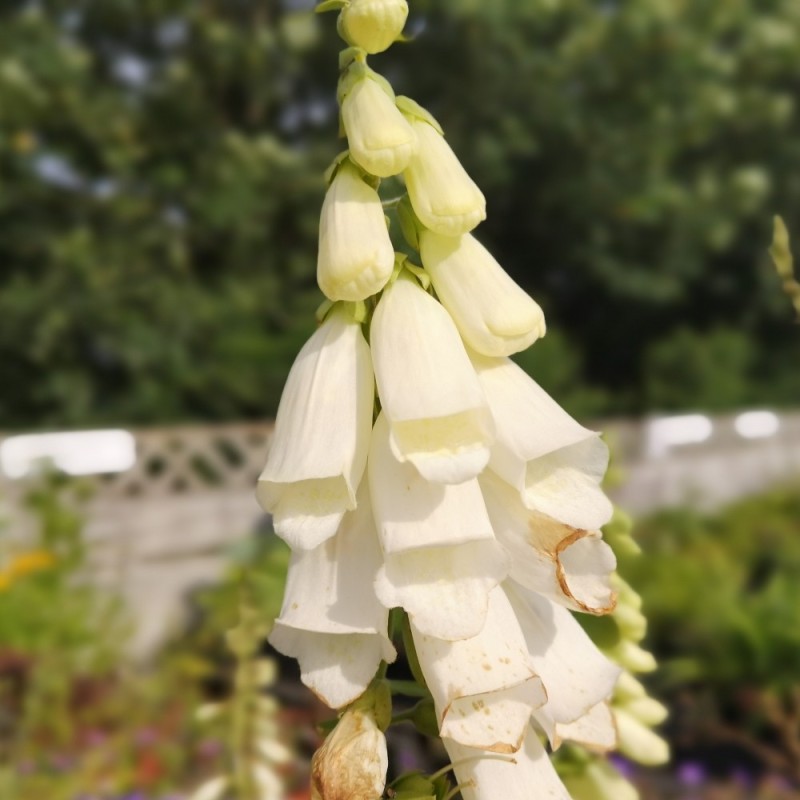 Digitalis purpurea Snow Thimple / Fingerbølblomst Digitalis purpurea Snow Thimple / Fingerbølblomst