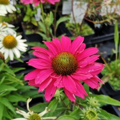 Echinacea purpurea SunSeekers Margenta - Purpursolhat