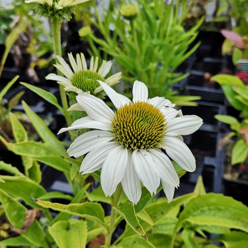 Echinacea purpurea SunSeekers White- Purpursolhat Echinacea purpurea SunSeekers White- Purpursolhat