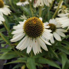 Echinacea purpurea White Meditation / Solhat