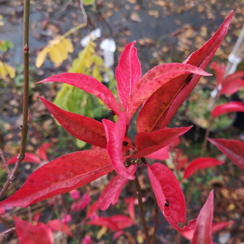 Euonymus Red Cascade / Benved Euonymus Red Cascade / Benved