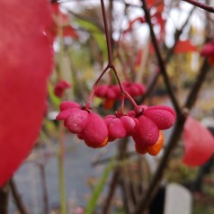 Euonymus Red Cascade / Benved