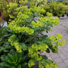 Euphorbia amygdaloides Purpurea / Vortemælk