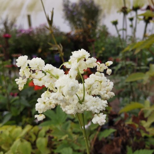 Filipendula vulgaris Plena / Knoldet Mjødurt