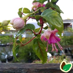 Fuchsia magellanica Annas Choiz - Havefuchsia