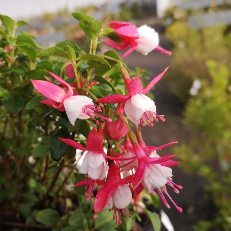 Fuchsia magellanica Lady Thumb / Havefuchsia Fuchsia magellanica Lady Thumb / Havefuchsia