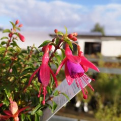 Fuchsia magellanica Tom Thumb / Havefuchsia