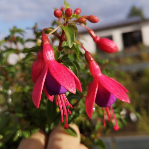 Fuchsia magellanica Tom Thumb / Havefuchsia