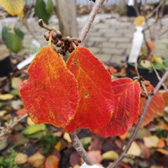 Hamamelis intermedia Diana / Troldnød