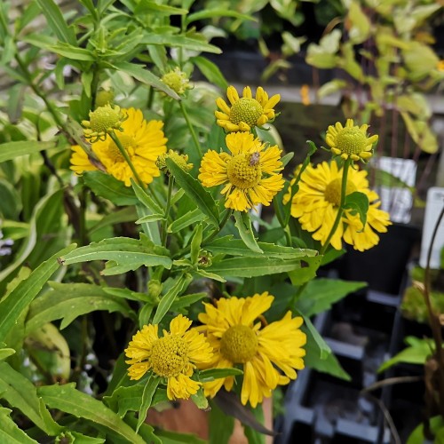 Helenium hybrid Double Trouble / Solbrud