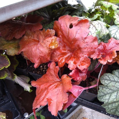 Heuchera hybrid Fire Alarm - Alunrod