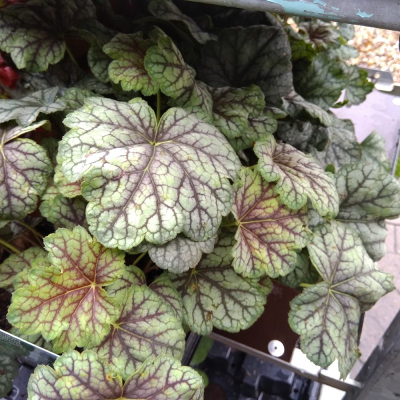 Heuchera hybrid Green Spice / Alunrod Heuchera hybrid Green Spice / Alunrod