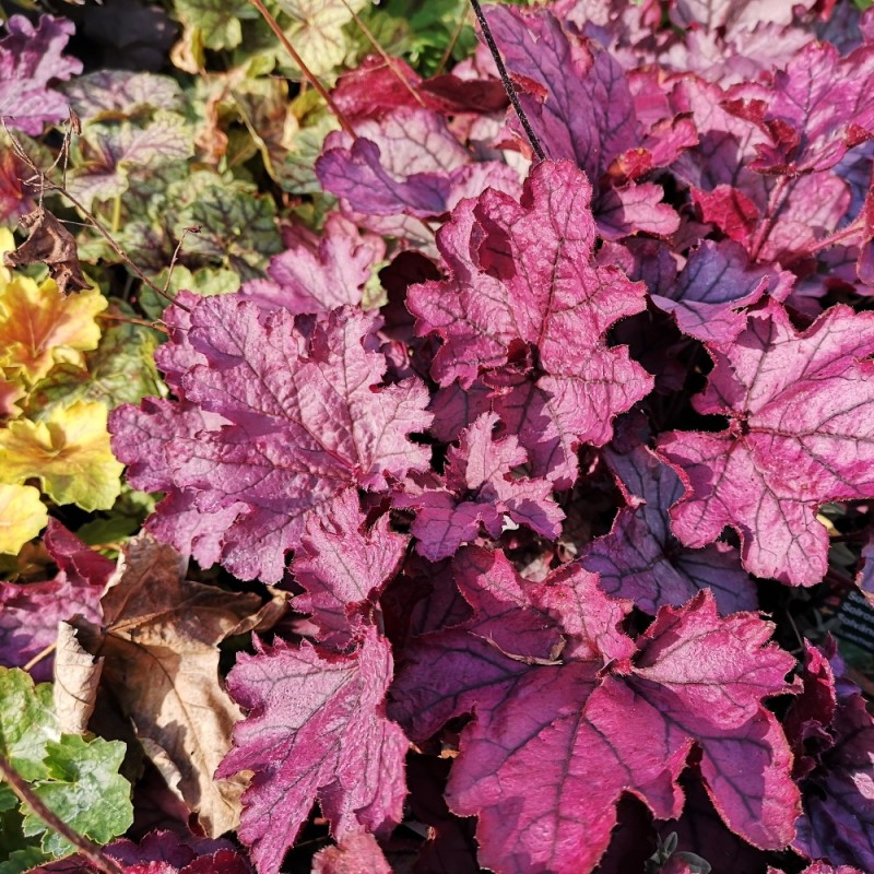Heuchera hybrid Spellbound / Alunrod Heuchera hybrid Spellbound / Alunrod