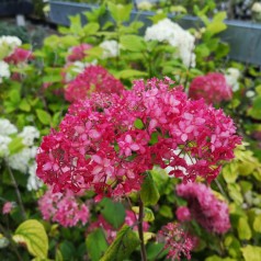 Hydrangea arborescens Pink Annabelle - Træagtig Hortensia