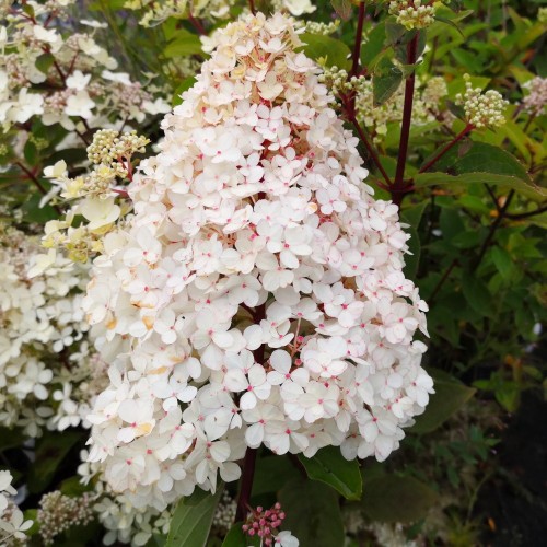 Hydrangea paniculata Pinky Winky - Træagtig Hortensia / 90 cm. stamme.