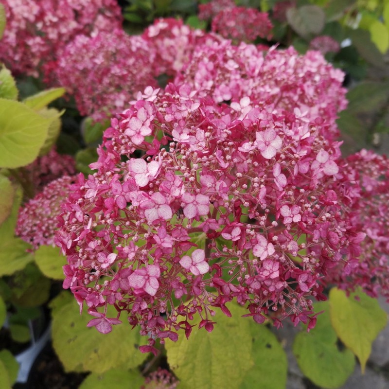 Hydrangea arborescens Sweet Annabelle - Træagtig Hortensia Hydrangea arborescens Sweet Annabelle - Træagtig Hortensia