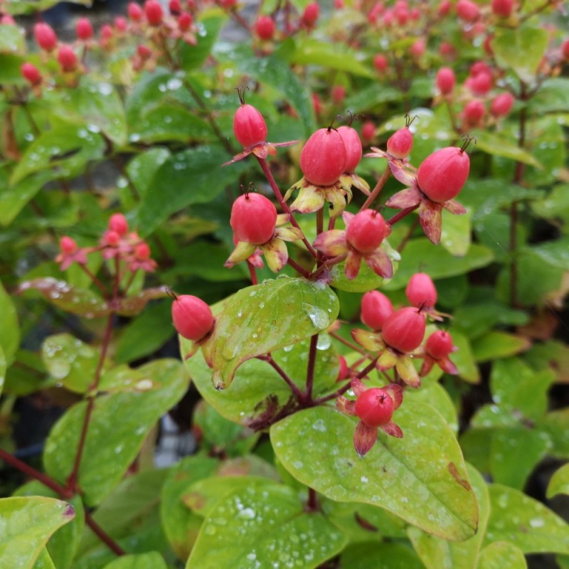 Hypericum Miracle Summer - Perikon Hypericum Miracle Summer - Perikon