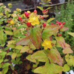 Hypericum Miracle Fantasy - Perikon