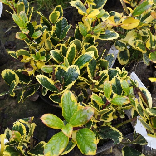 Ilex aquifolium Golden King - Kristtorn