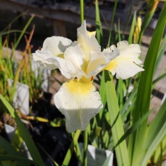 Iris sibirica Snow Queen / Sibirisk Iris