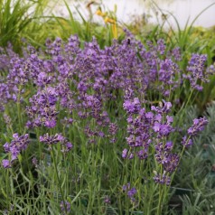 Lavandula angustifolia Essence Purple / Lavendel