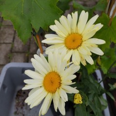 Leucanthemum superbum Banana Cream - Kæmpemargerit