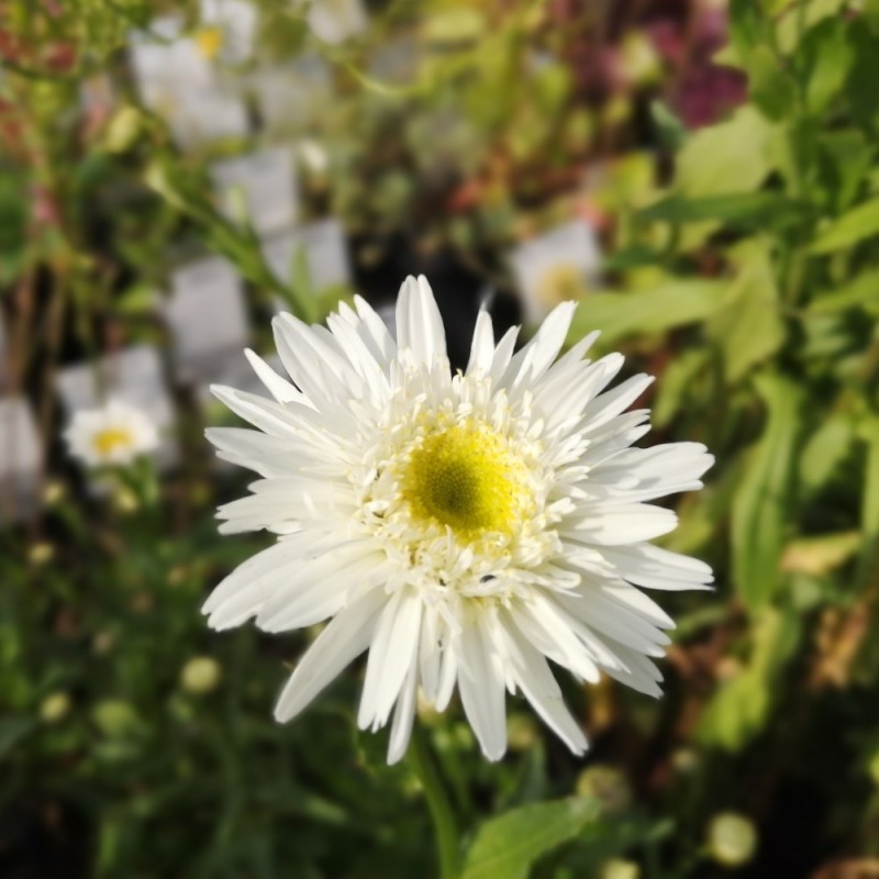 Leucanthemum superbum Wirral Supreme / Kæmpemargerit Leucanthemum superbum Wirral Supreme / Kæmpemargerit