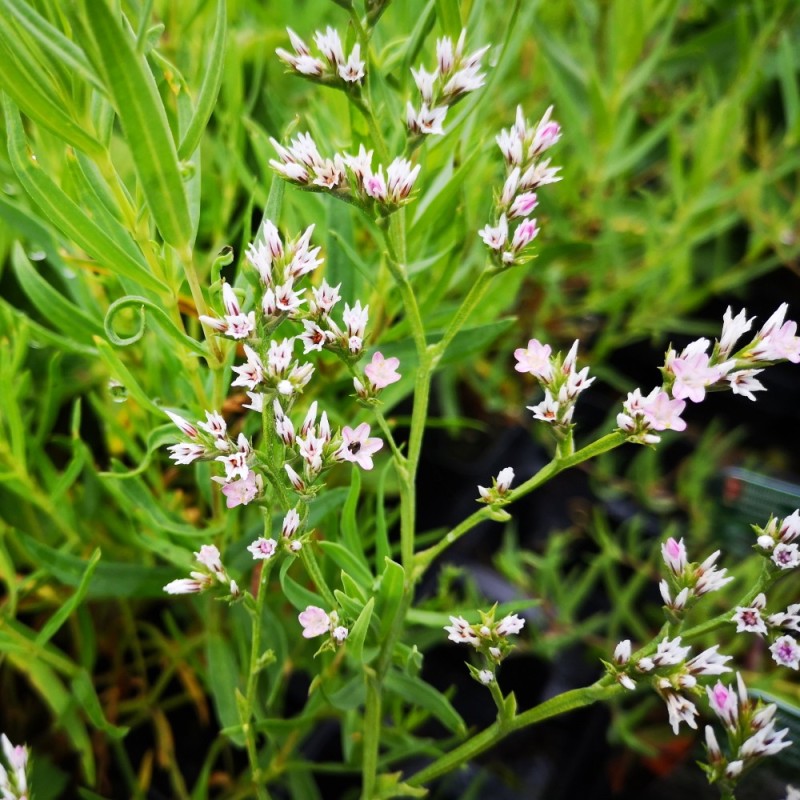 Limonium latifolium / Hindebæger / Statice