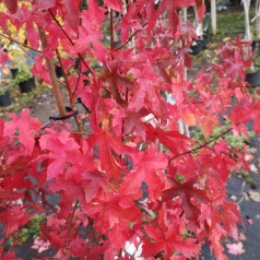 Liquidambar styraciflua - Ambratræ