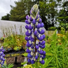 Lupinus polyphyllus Kastellan / Lupin