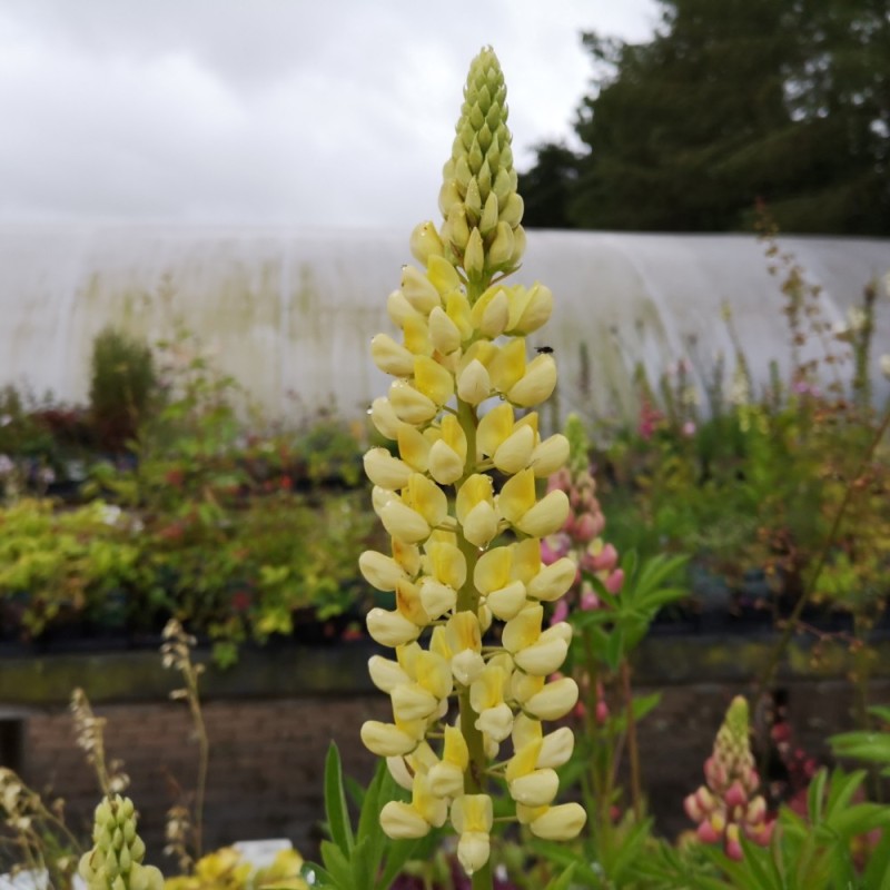 Lupinus polyphyllus Kronleuchter / Lupin Lupinus polyphyllus Kronleuchter / Lupin