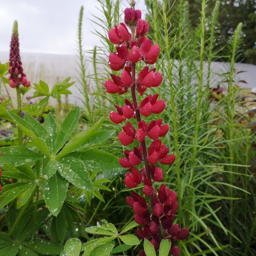 Lupinus polyphyllus Mein Schloss / Lupin