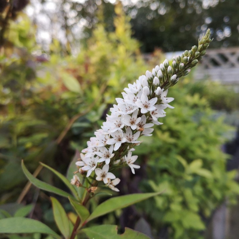 Lysimachia clethroides / Hvid Fredløs