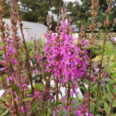 Lythrum Salicaria / Kattehale