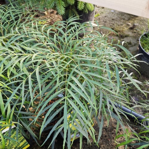 Mahonia eurybracteata Soft Caress - Tyndbladet Mahonie