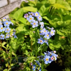 Myosotis palustris Nixenauge / Forglemmigej