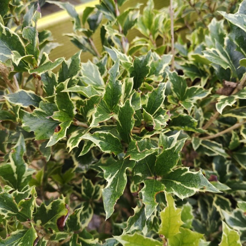 Dj vletr Variegatus Osmanthus Heterophyllus Variegatus