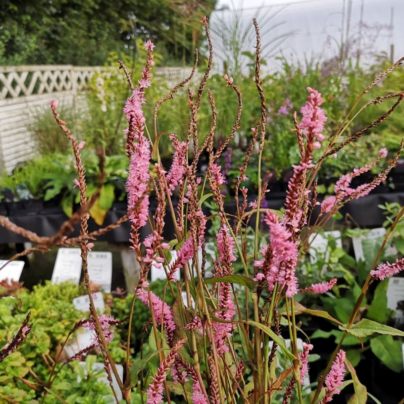 Persicaria amplexicaulis Pink Elephant - Pileurt