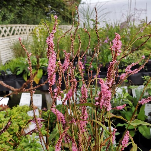 Persicaria amplexicaulis Pink Elephant - Pileurt