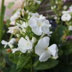 Phlox paniculata Adessa White / Høstfloks