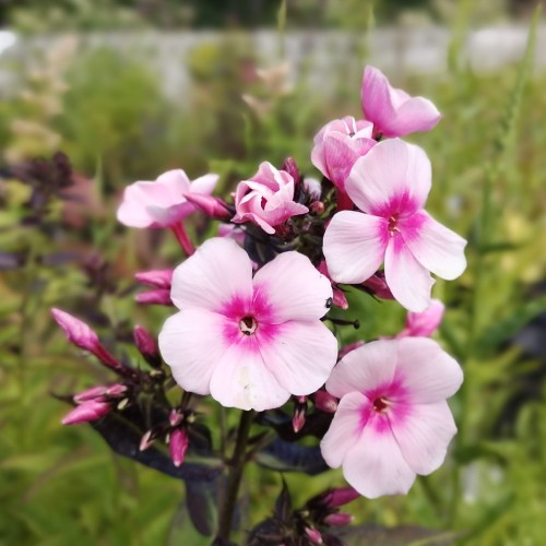 Phlox paniculata Bright Eyes / Høstfloks