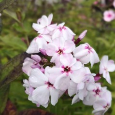 Phlox paniculata Flame White Eye / Høstfloks