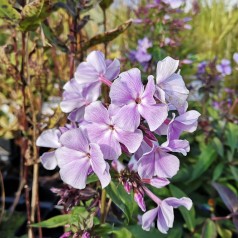 Phlox paniculata Franz Schuber / Høstfloks