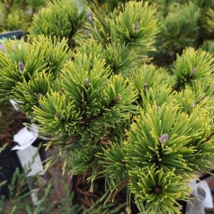 Dværgfyr Gul nålet - Pinus mugo Carstens Wintergold (Carsten)