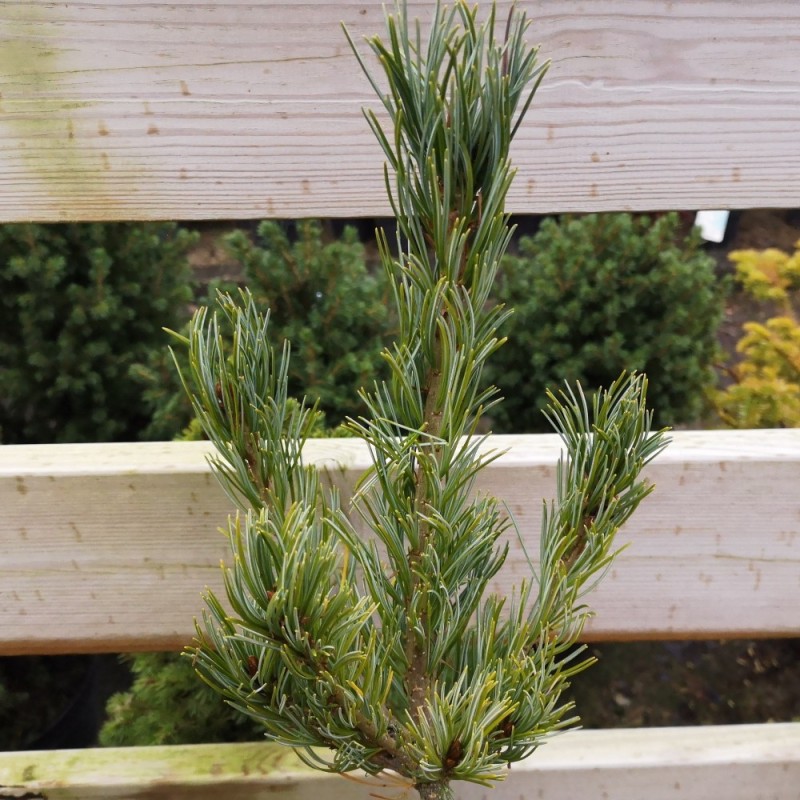 Penselfyr - Pinus parviflora Blue Giant 30-40 cm. Penselfyr - Pinus parviflora Blue Giant 30-40 cm.