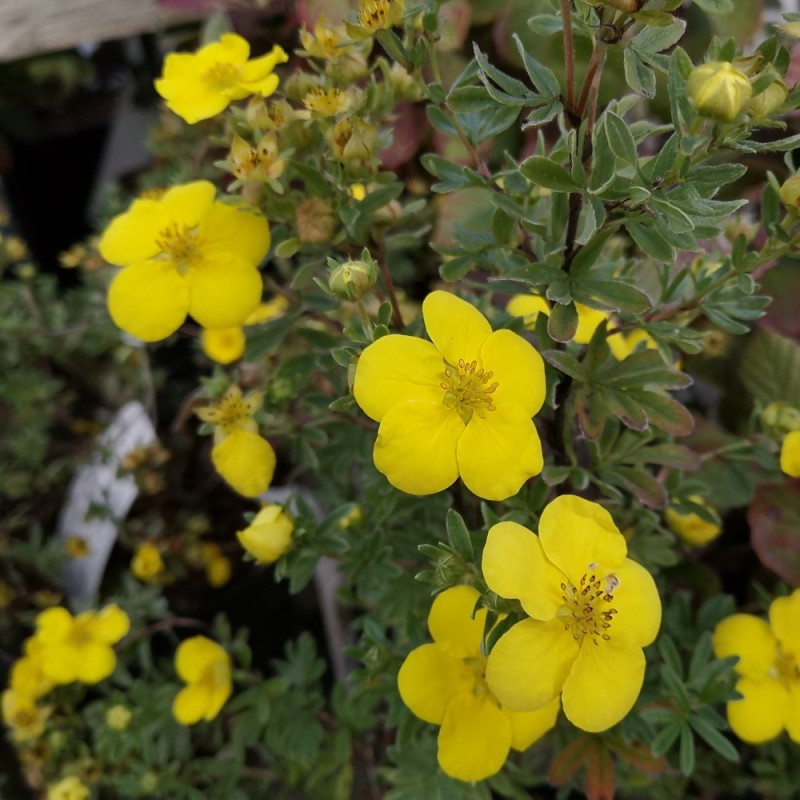 Potentilla fruticosa Goldstar - Buskpotentil Potentilla fruticosa Goldstar - Buskpotentil